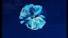 563 Acrylique Pour Peinture Himalayan Blue Poppies Avec Satin Émail Ballon Kisses