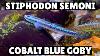 Nouveau Stiphodon Semoni Cobalt Blue Goby